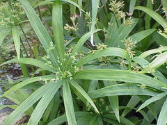 CYPERUS ELEUSINOIDES 