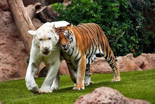Tigre Blanco y de Bengala 