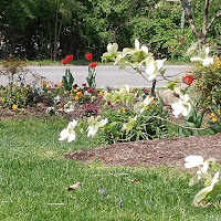 Red tulips, variety of garden flowers in the background with a flowering dogwood in front.