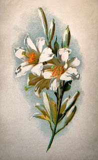 free vintage flower artwork lily floral art download