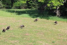a flock of five wild turkeys