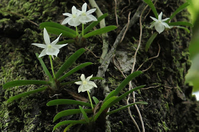 Angraecum cucullatum orchid plant care and culture