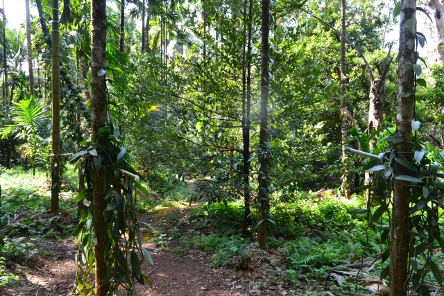 Tanshikar Spice Farm View