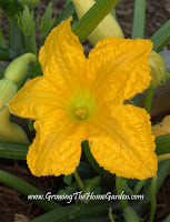 Summer squash blossom grown in raised beds