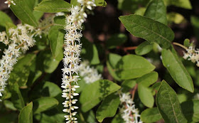 Itea Virginica Flowers