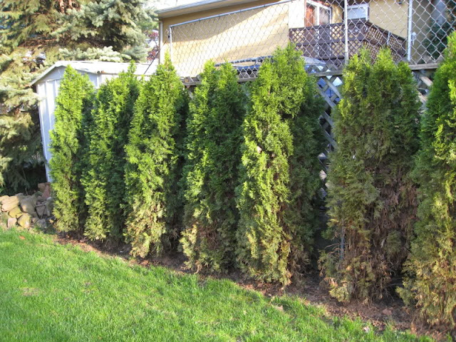 Arborvitae Dying