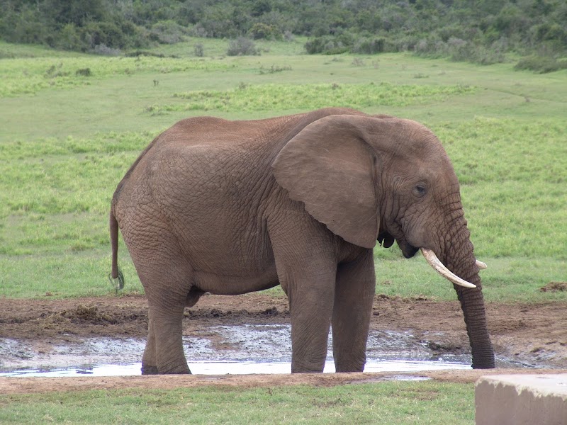 20+ Gambar Hewan Gajah, Ide Terkini!