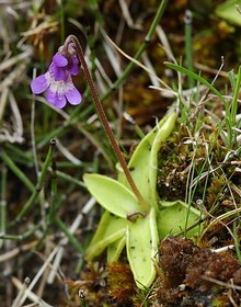Pinguicula-vulgaris.jpg