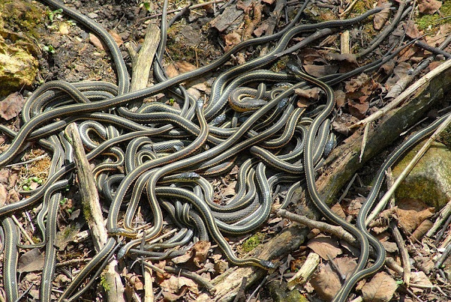 serpiente de jarretera de flancos rojos - pozos Snake Narcisse en Manitoba, Canadá