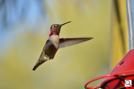 Nikon D3100 Imagen de muestra