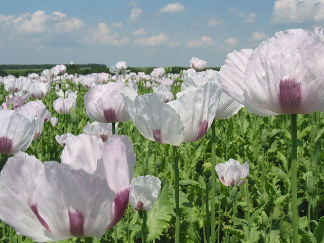 Cây Thuốc Phiện hoa màu trắng - Papaver somniferum - Nguyên liệu làm thuốc Chữa Ho Hen