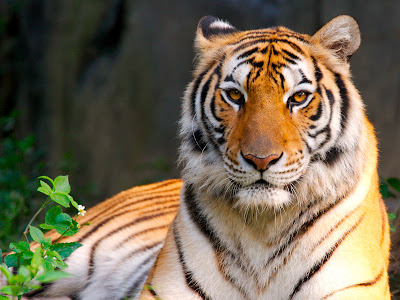 Tiger Wallpaper 2