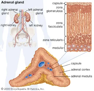 Kelenjar adrenal Disorder