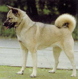 the hokkaido dog is medium sized and has small triangul