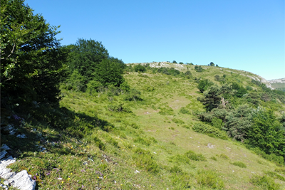 Rodeamos el bosque cimero