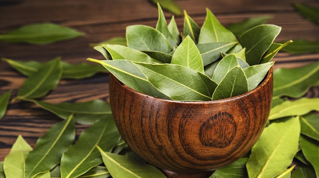 Great bay leaves benefits for maintain a healthy hair.