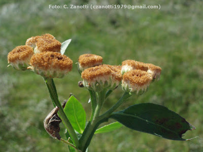 Cuatro canutos (Pluchea sagittalis)