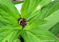 Two Monarch caterpillars on Swamp milkweed middle top, around Day 6 - © Denise Motard