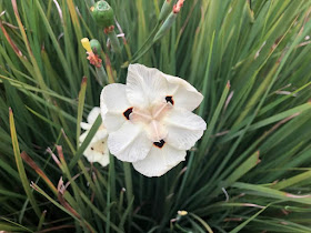 African Íris (dietes Bicolor) - Olho de Tigre 