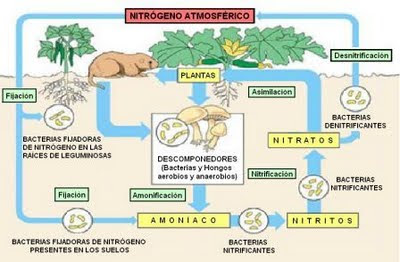 diagrama del ciclo del nitrógeno