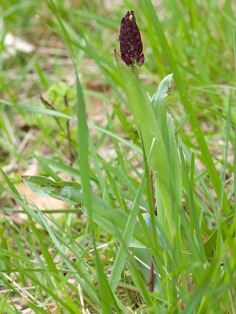 lady Orchid Orchis purpurea, Indre et loire, France.