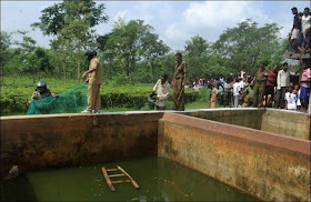 A leopard rescued from water reservoir in India using net, leopard rescued, saving leopard