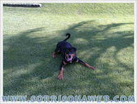 Rottweiler