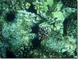Maui Snorkeling_33 (Medium)