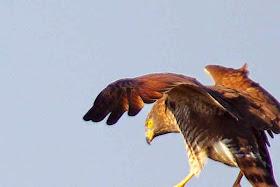 Grey-faced Buzzard Eagle, angry bird