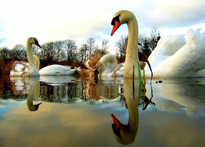 Amazing Examples of Reflection Photography Seen On  www.coolpicturegallery.net