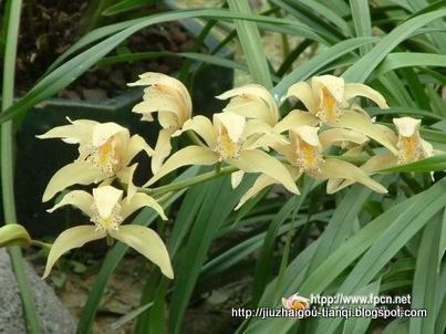 兰花-花:FL09020112325373