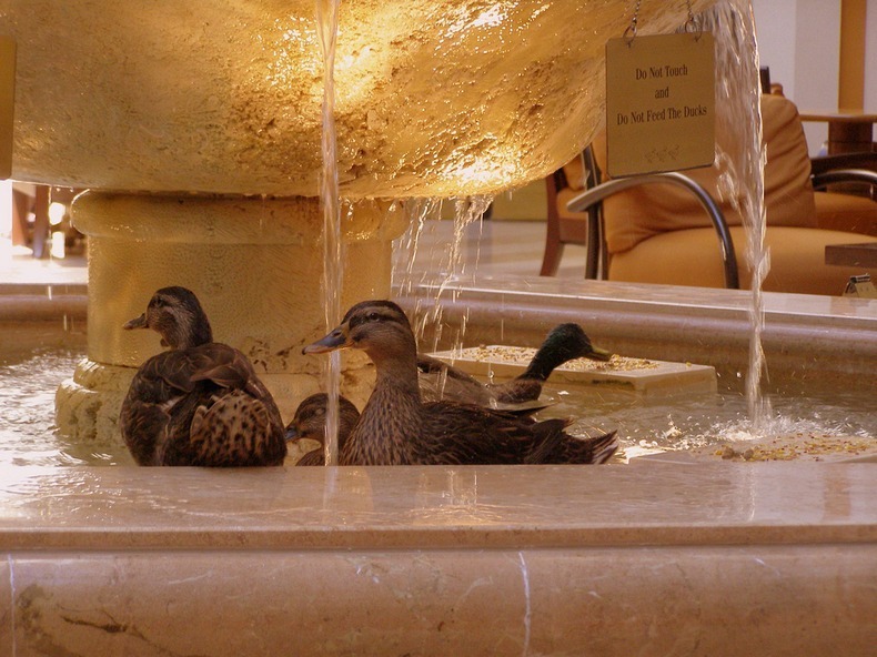 peabody-ducks-6