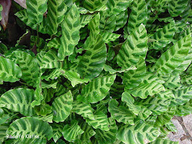 Nome cientÃ­fico: Calathea leopardina SinonÃ­mias: Calathea leopardina var. concinna Regel., Maranta concinna W.Bull ex Regel., Maranta leopardina W.Bull., Phyllodes leopardina (W.Bull) Kuntze. FamÃ­lia: Marantaceae. Nome popular: Maranta-leopardo.