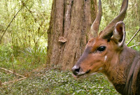  Ticks are visible on the forehead of this bushbuck, a sub-Saharan antelope. (Credit: eMammal) Click to Enlarge.