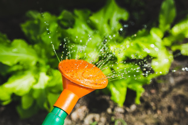 L'arrosage au jardin l'été : quand et combien 