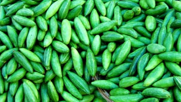 health-benefits-of-pointed-gourd