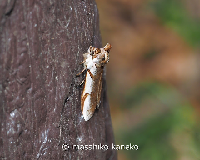 サカハチトガリバ