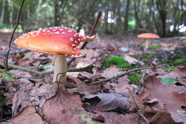 fungus - Amanita Muscaria