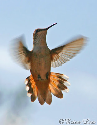 Rufous Hummingbird