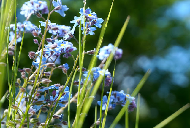 wild forget-me-nots