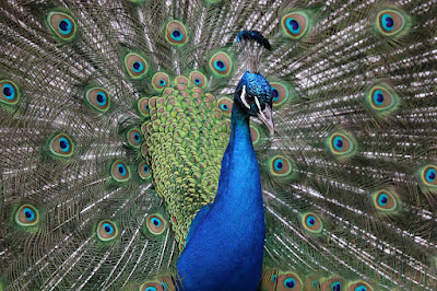 image: https://pixabay.com/photos/peacock-birds-blue-feathers-4219458/