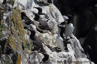 Guillemots by Cornelia Schulz