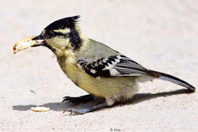 Indian Yellow Tit