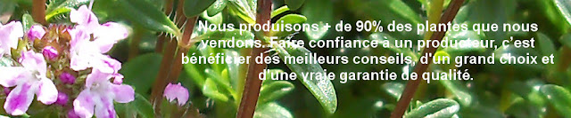 production locale de plantes adaptées à la région corse. nous prodiguons les meilleurs conseils, nous commercialisons une large gamme de végétaux, et nous misons sur la qualité des plantes