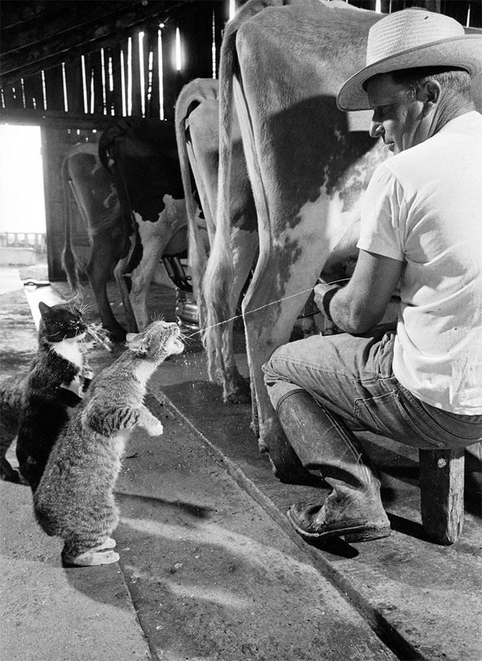 60 Inspiring Historic Pictures That Will Make You Laugh And Cry - Brownie Gets The Milk As Blackie Waits His Turn, 1954