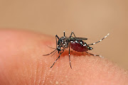 The big larvae of this mosquito is a predator of other mosquito larva. (aedes aegypti mosquito)