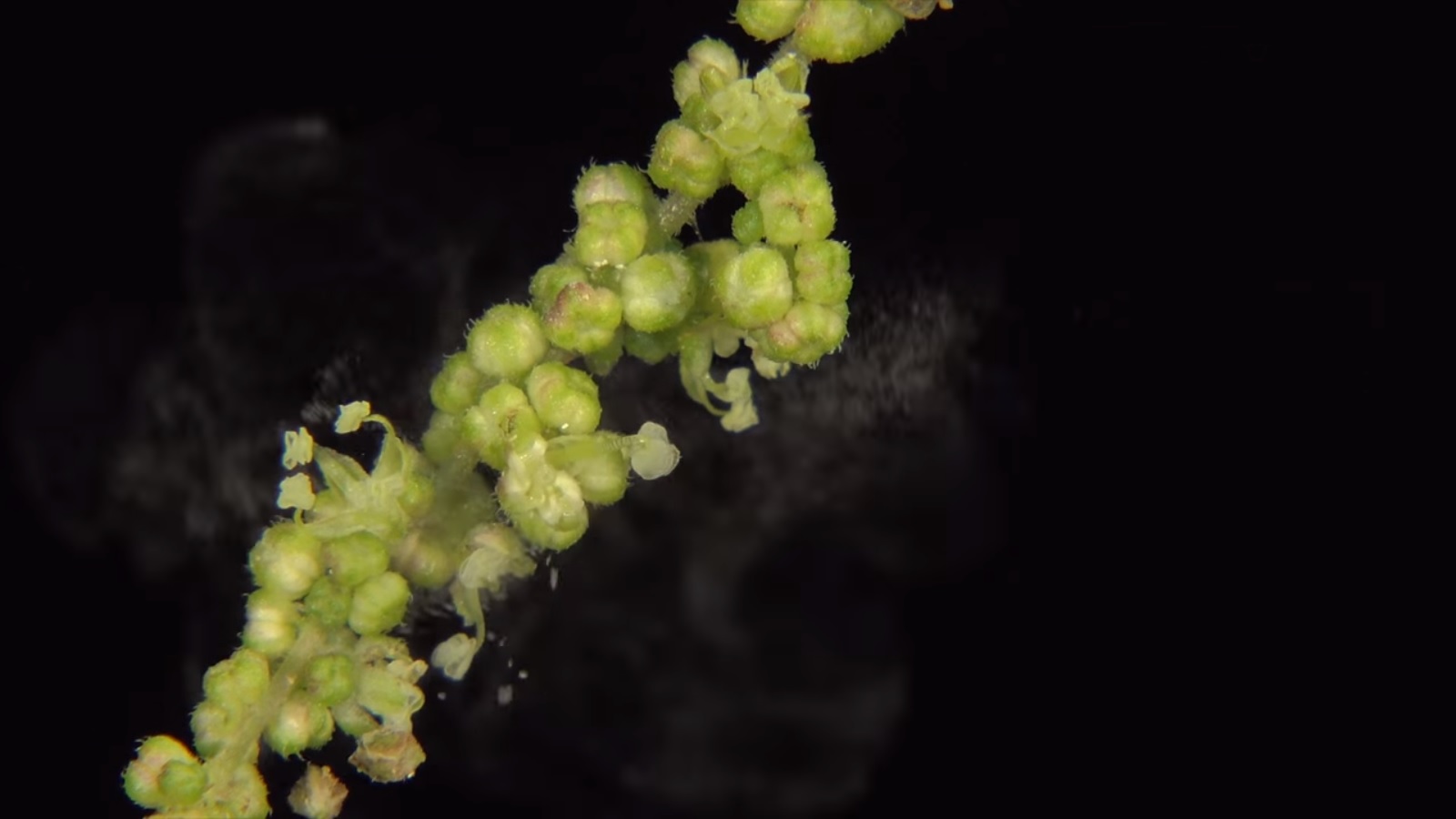 Urtica dioica flower shooting pollen