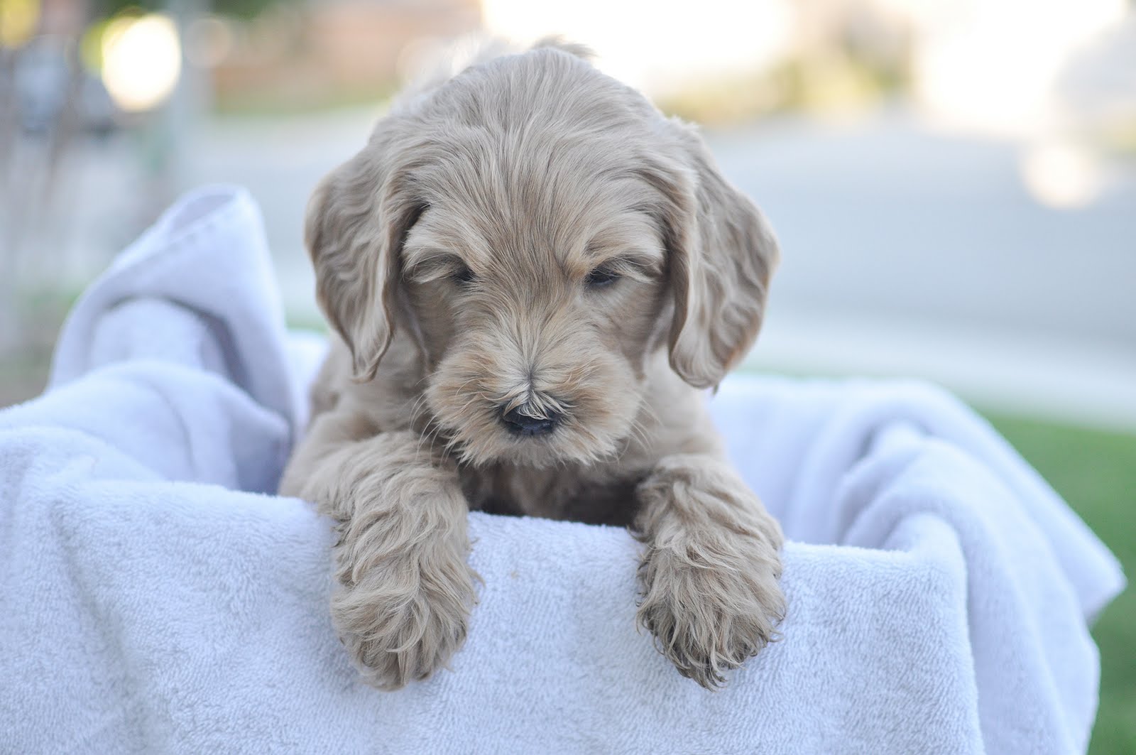 Faithful Doodles: Zoey's 6 Week Old F1B English ...
