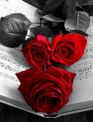 black and white red rose image