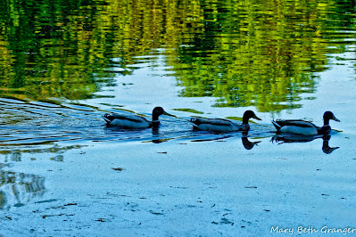ducks on the water photo by mbgphoto